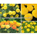Hybrid F1 Orange/Yellow/Golden Marigolds Flowers Seeds For Cultivating